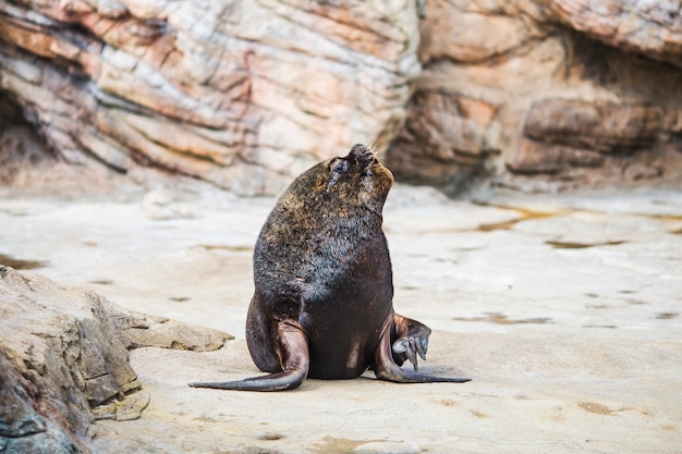 Sea lions