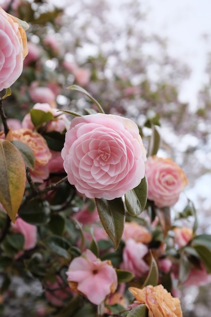 無料Photo 昼間でぼやけている美しいピンクの花の選択的なクローズアップショット