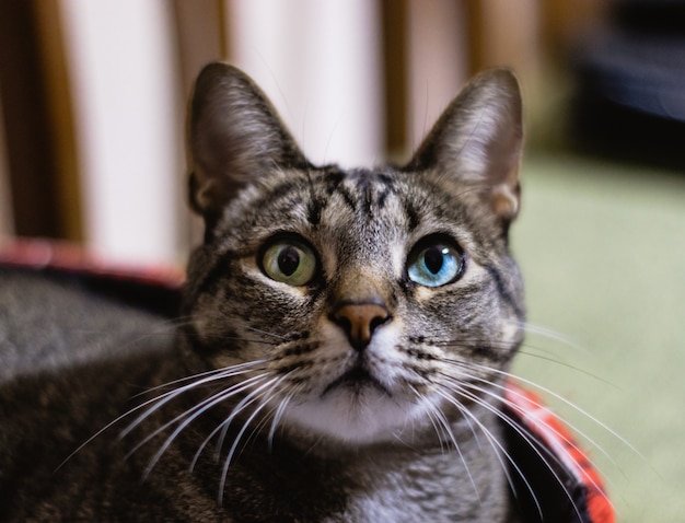 Free Photo selective focus closeup of a cat with beautiful heterochromatic eyes