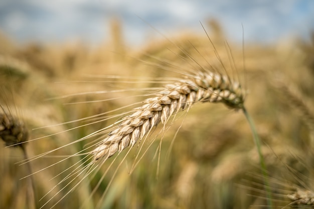 Free photo selective focus shot of a barley grain branch in the field