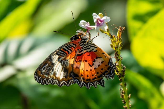 Selective focus shot of a beautiful butterfly sitting on a branch with small flowers