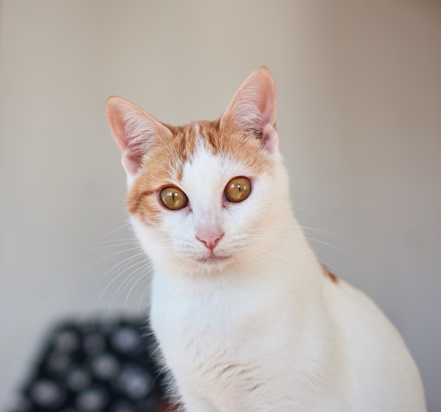 Free Photo selective focus shot of a cute cat