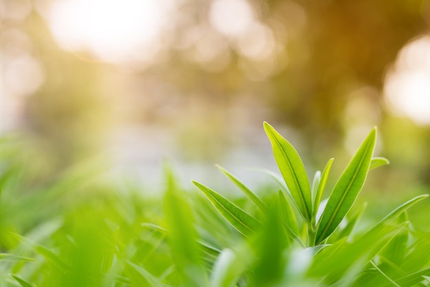 Free photo selective focus of soft foliage with summer light background