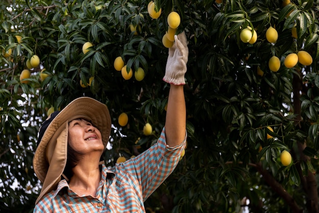 Free photo senior asian farmer harvesting fresh sweet yellow marian plums or gandaria fruit maprang or mayongchit exotic tropical fruits