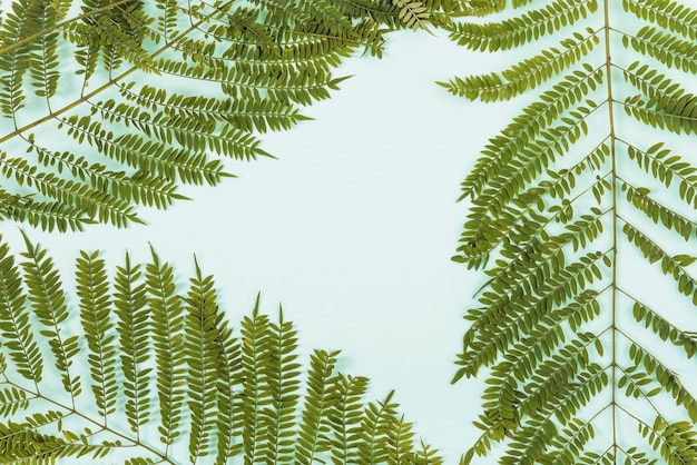 Free Photo set of fern twigs