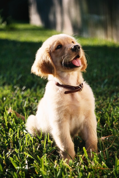 Free Photo shallow focus vertical shot of a cute golden retriever puppy sitting on a grass ground