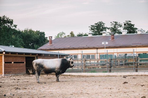 Free photo side view of a bull standing in the barn