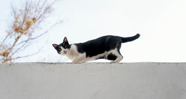 Free photo side view of cat on the wall at the farm