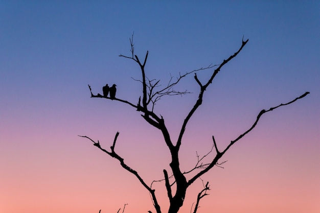 Free photo silhouette of a tree with two birds standing on the branch during the sunset in the evening