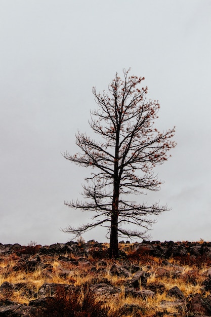 Foto gratuita singolo albero sfrondato isolato in un campo