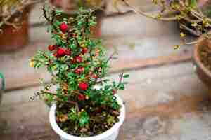 Free photo small bonsai tree