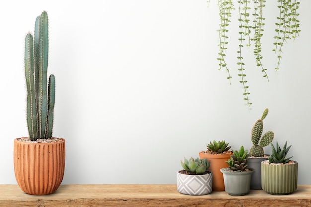 Free photo small cacti with a white wall background