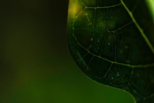 Free photo small water drops on leaf