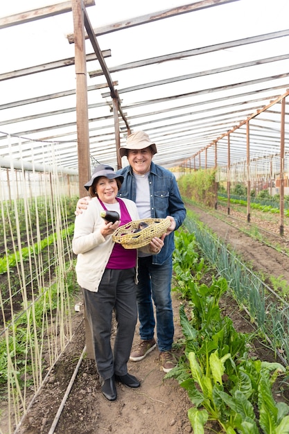 Free photo smiling couple holding a basket with eggplants