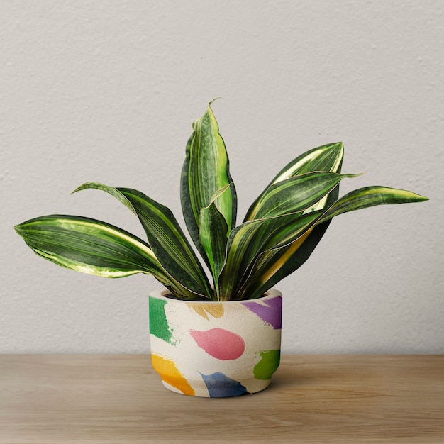 Free photo snake plant in a colorful pot