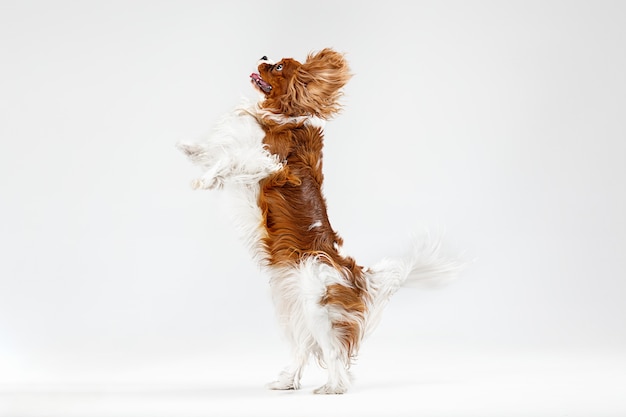 Free photo spaniel puppy playing in studio. cute doggy or pet is jumping isolated on white background. the cavalier king charles. negative space to insert your text or image. concept of movement, animal rights.