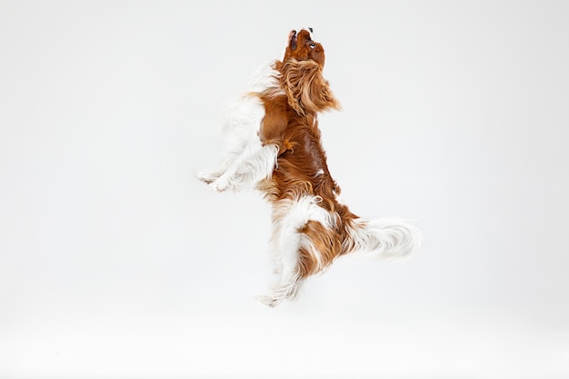 Free photo spaniel puppy playing in studio. cute doggy or pet is jumping isolated on white background. the cavalier king charles. negative space to insert your text or image. concept of movement, animal rights.