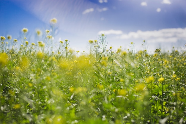 Free photo spring landscape on a sunny day