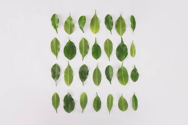 Free photo square from plant leaves