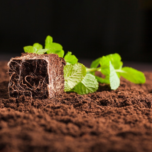 Free photo still life of plant on soil