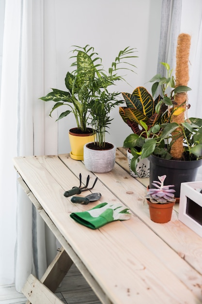 Free Photo still life with gardening concept