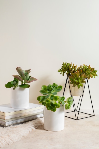 Free photo still life with indoor plants