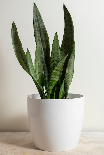 Free photo still life with indoor plants