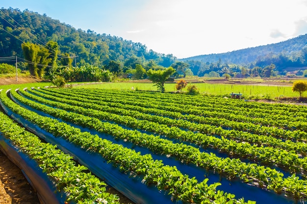 Free photo strawberry field