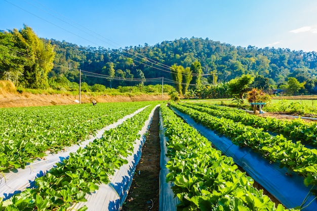 Free photo strawberry field