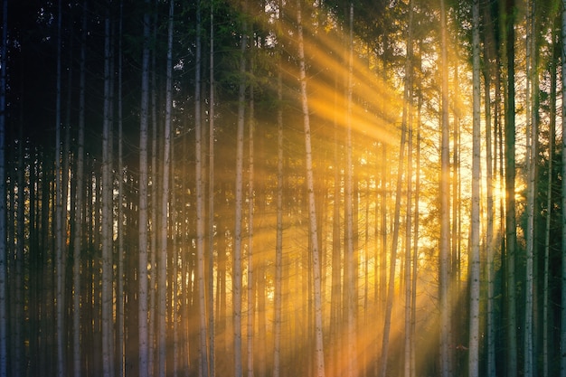 Free photo sun rays coming through green trees