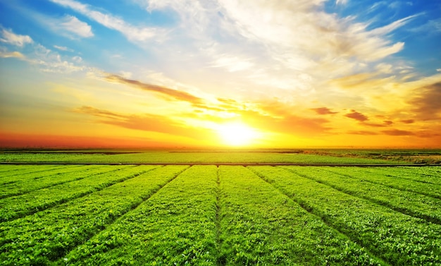 Free photo sunny meadow landscape