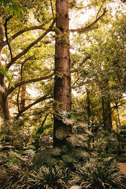 Free photo tall tree in forest