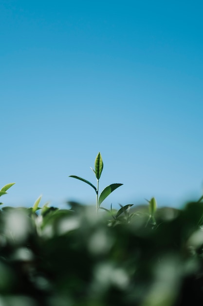 Free Photo tea leaf in field