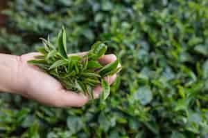 Free photo tea picker woman's asian  hands - close up,pretty tea-picking girl in plantation.