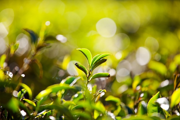 Free photo tea plantation