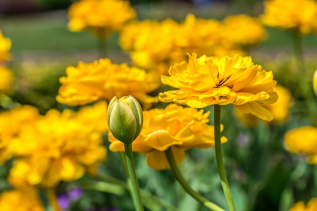 Free Photo terry yellow tulips on the flowerbed