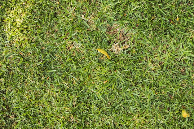 Free photo texture of bright green grass