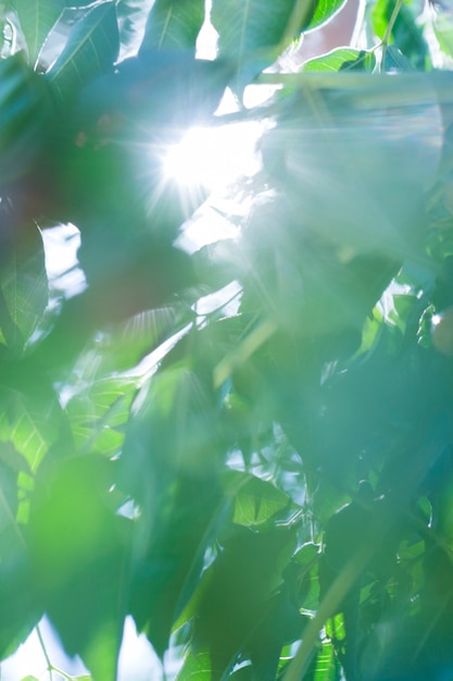 Free photo texture of close up plants