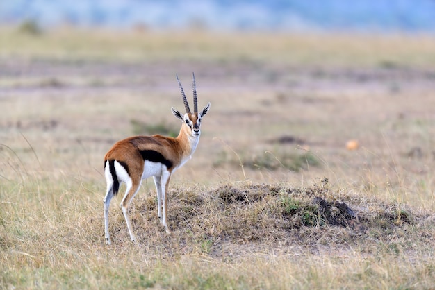 Free Photo thomson's gazelle on savanna in national park of africa