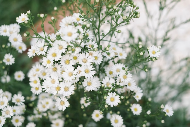 Free photo tiny white grass flower in garden