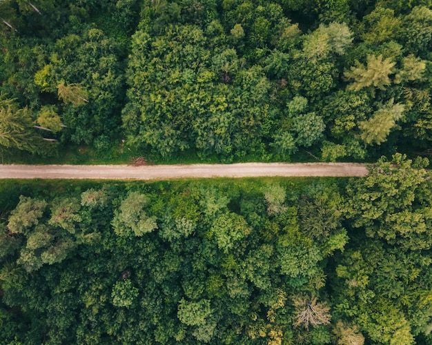 Free photo top down view of a hiking trail through the forest