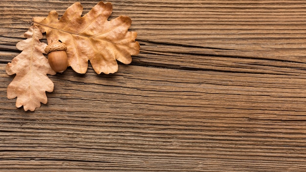 Free Photo top view of acorns and autumn leaves