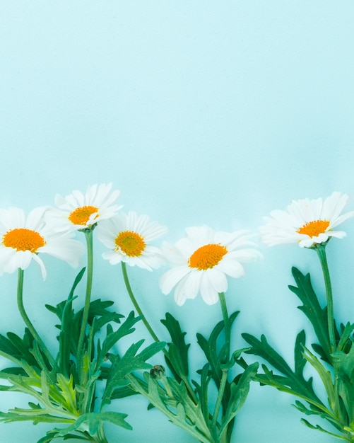 Free photo top view daisies line