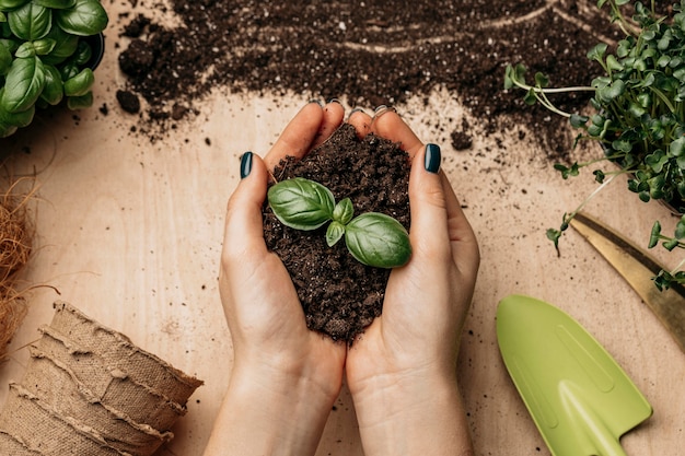 Free photo top view of female hands holding soil and plant