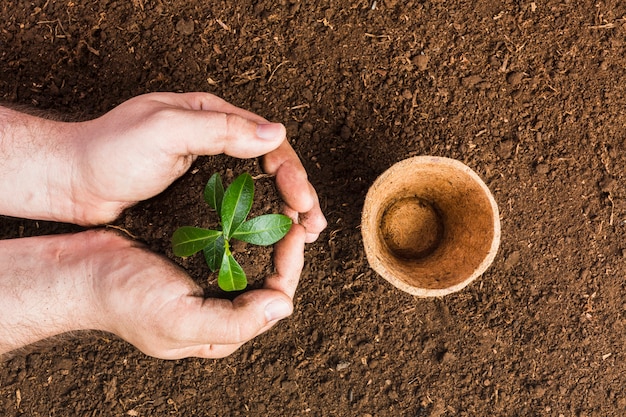 Free photo top view of gardener planting