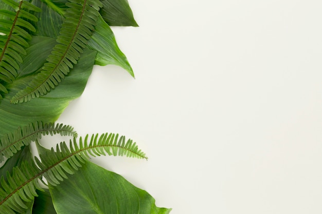 Free photo top view of lots of leaves and ferns