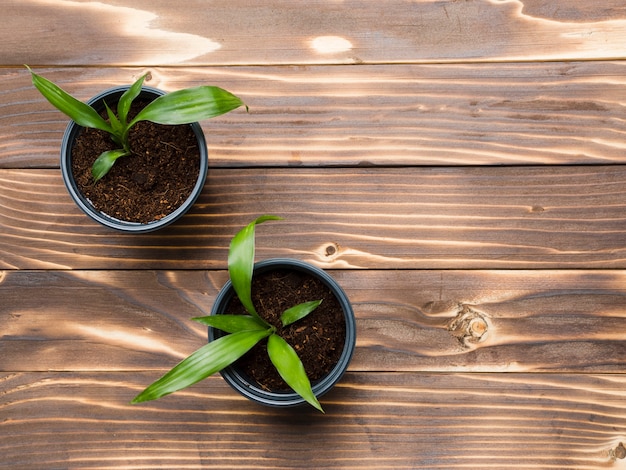 木製のテーブルトップビューの植物