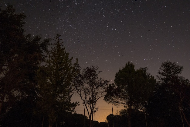 Free photo tree silhouettes under a starry sky during the night