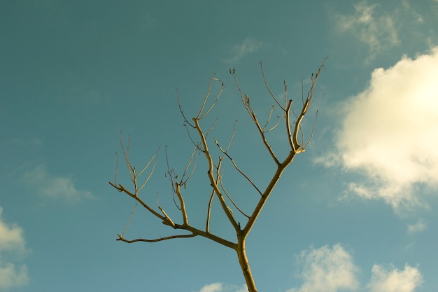 Foto gratuita albero nel cielo