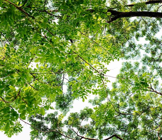 Free photo the tree tops in forest